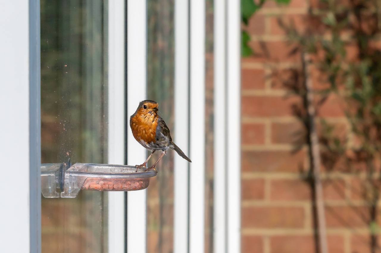 Best Place for a Window Feeder: Tips for Attracting Birds - Unique Bird Watching Windows